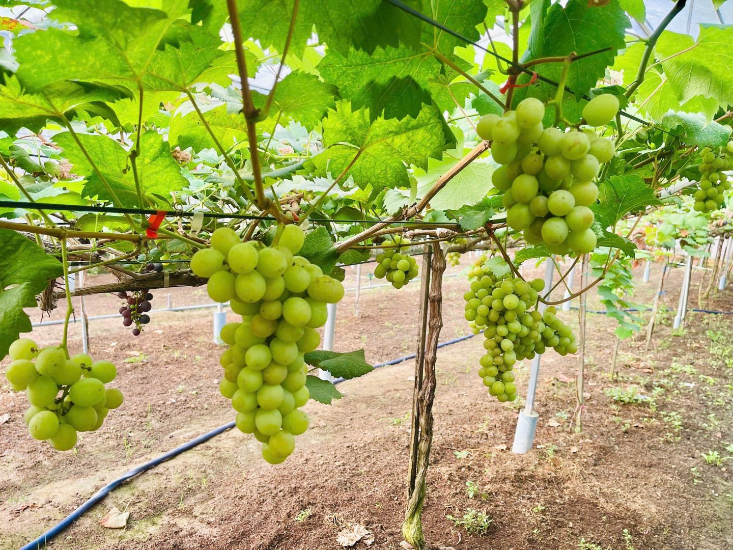 Có thể là hình ảnh về trái cây