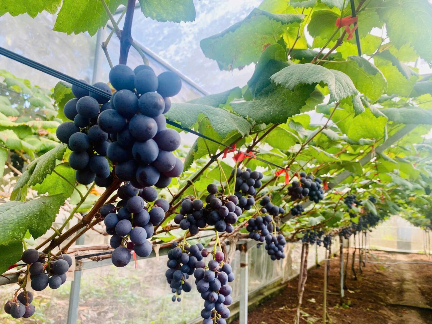 Có thể là hình ảnh về trái cây