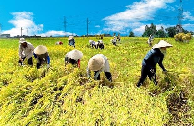 Giá trị gia tăng các sản phẩm nông nghiệp kỳ vọng đạt trên 4%